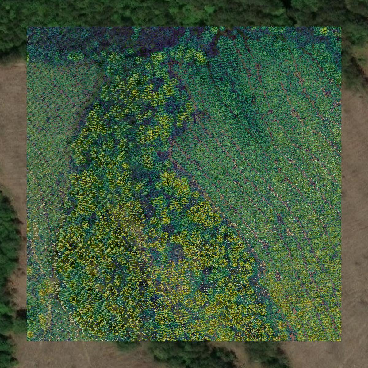 This image shows a LiDAR point cloud in Nacogdoches County created using GIS data in Equator.