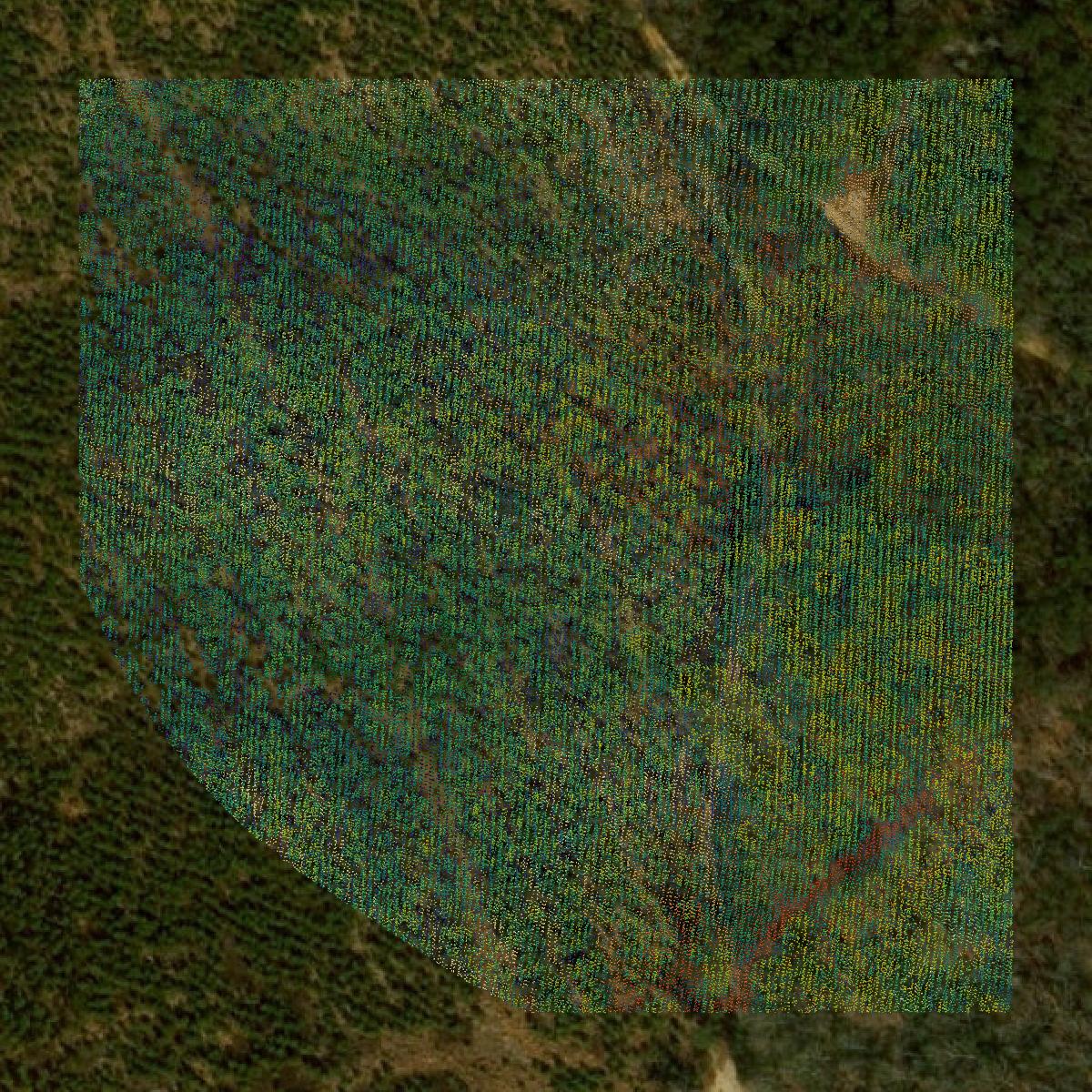 This image shows a LiDAR point cloud in King and Queen County created using GIS data in Equator.