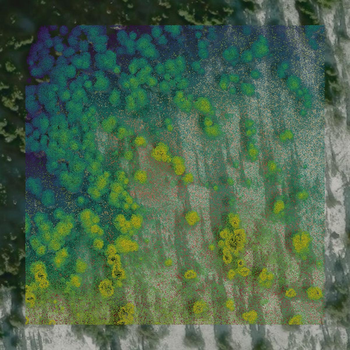 This image shows a LiDAR point cloud in Whatcom County created using GIS data in Equator.